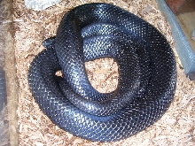 Lampropeltis triangulum gaigeae - Gravid female