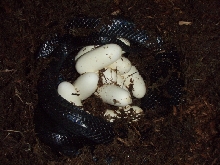 Lampropeltis triangulum gaigeae - Cher with 2009 Clutch