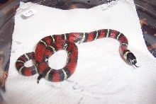Lampropeltis triangulum gaigeae - hatchling