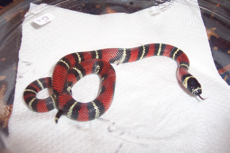Lampropeltis triangulum gaigeae - hatchling