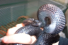Lampropeltis triangulum gaigeae