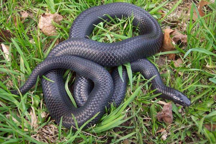 Lampropeltis triangulum gaigeae