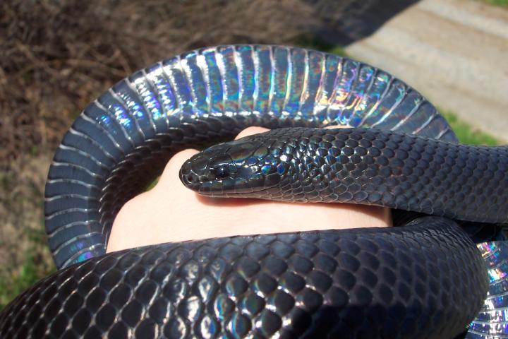 Lampropeltis triangulum gaigeae
