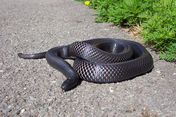Lampropeltis triangulum gaigeae - Cher
