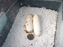 2007 Clutch - Lampropeltis triangulum gaigeae