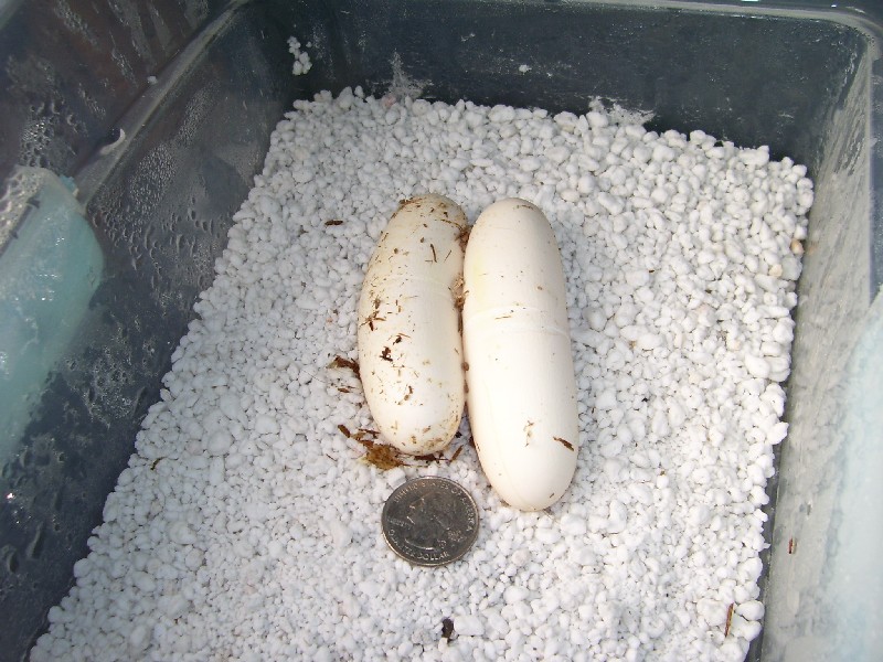 2007 Clutch - Lampropeltis triangulum gaigeae