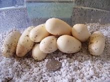 2008 Clutch - Lampropeltis triangulum gaigeae