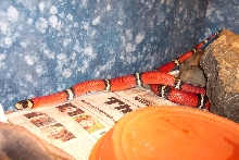 Lampropeltis triangulum sinaloae
