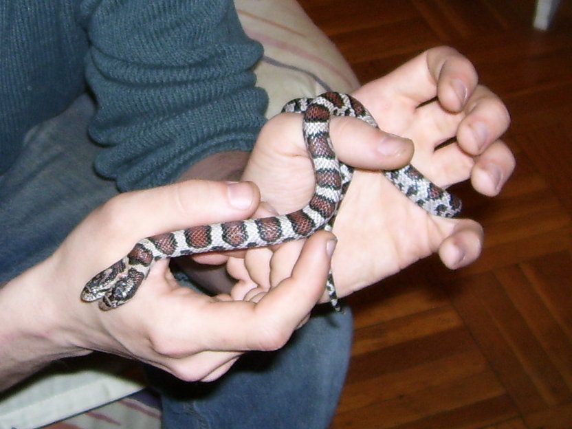 Van Wallach's Dicephalic Eastern Milk