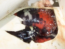 Lampropeltis triangulum gaigeae - hatchling in egg