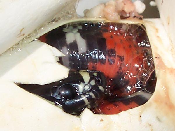 Lampropeltis triangulum gaigeae - hatchling in egg