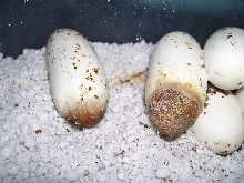 2008 Clutch - Lampropeltis triangulum gaigeae