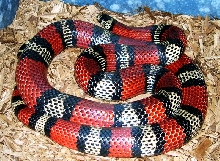 Lampropeltis triangulum micropholis x andesiana