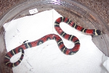 Lampropeltis triangulum gaigeae (juv.)