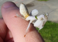 Hymenopus coronatus - Orchid mantis