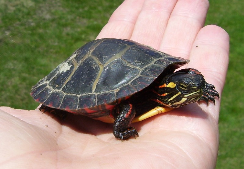 Chrysemys picta picta - Eastern painted turtle (juv.)