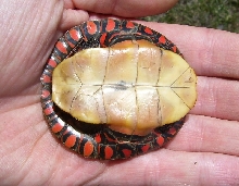 Chrysemys picta picta - Eastern painted turtle (juv.)