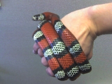 Lampropeltis triangulum micropholis