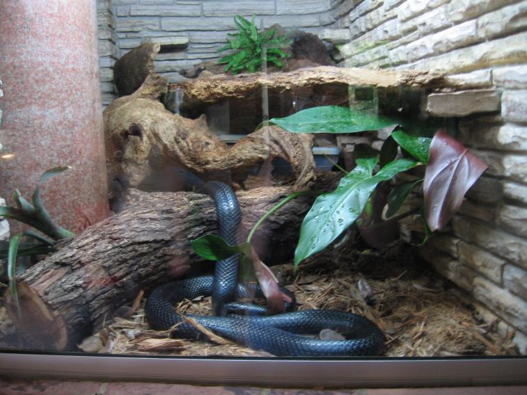 Lampropeltis triangulum gaigeae at San Antonio Zoo