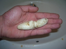 Lampropeltis triangulum gaigeae - 2007 slug