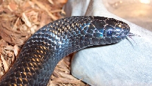 L. t. gaigeae - Sonny - Headshot