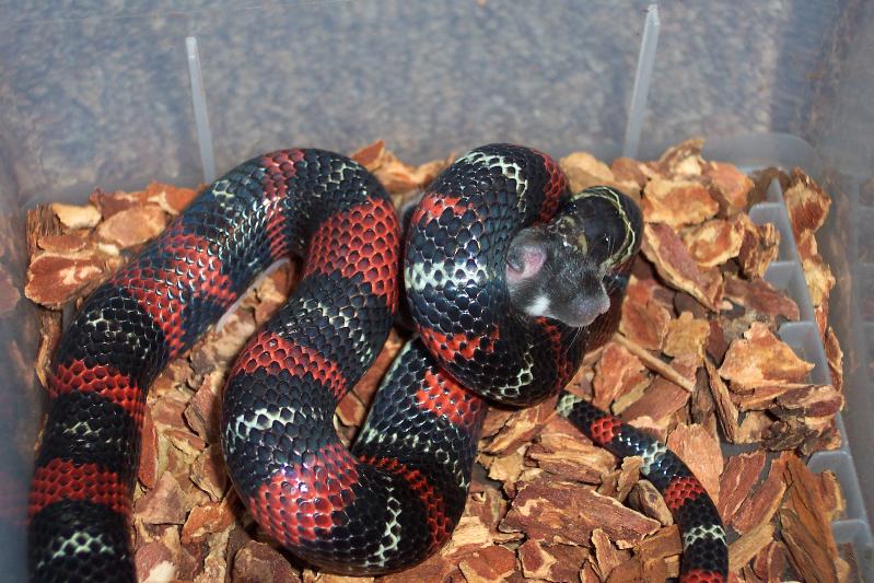 Black milksnake - L. t. gaigeae