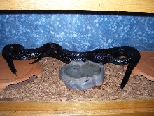Lampropeltis triangulum gaigeae - Sonny and Cher 2010