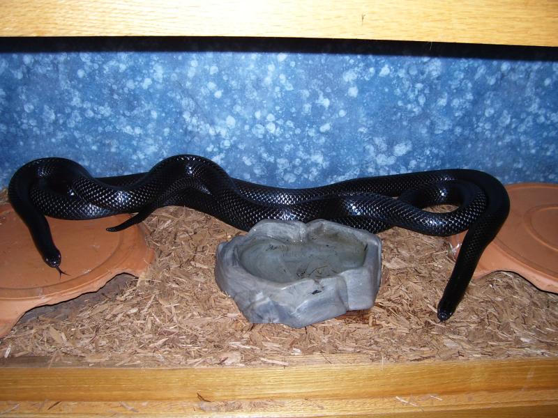 Lampropeltis triangulum gaigeae - Sonny and Cher 2010