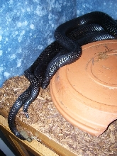 Lampropeltis triangulum gaigeae - 2007 mating