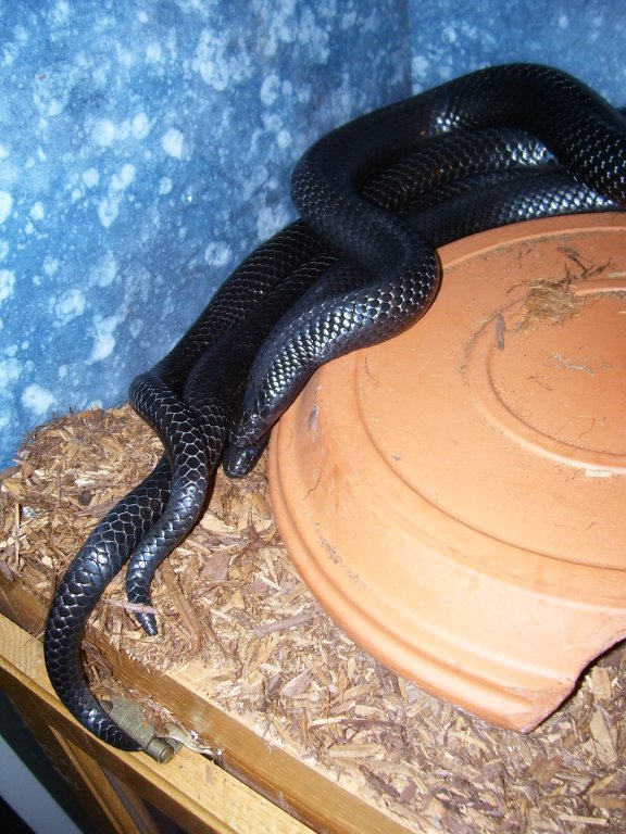 Lampropeltis triangulum gaigeae - 2007 mating