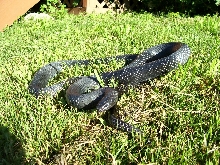 Lampropeltis triangulum gaigeae - Sonny
