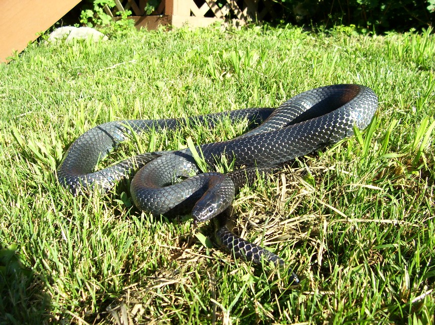 Lampropeltis triangulum gaigeae - Sonny