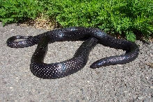 Lampropeltis triangulum gaigeae - Sonny