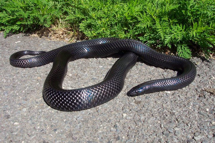 Lampropeltis triangulum gaigeae - Sonny