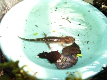 Ambystoma maculatum