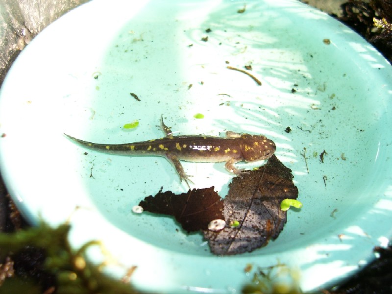 Ambystoma maculatum