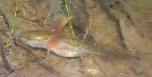 Ambystoma laterale larvae