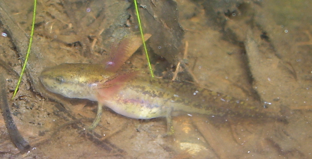 Ambystoma laterale larvae