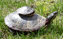 Chrysemys picta picta - Eastern painted turtles