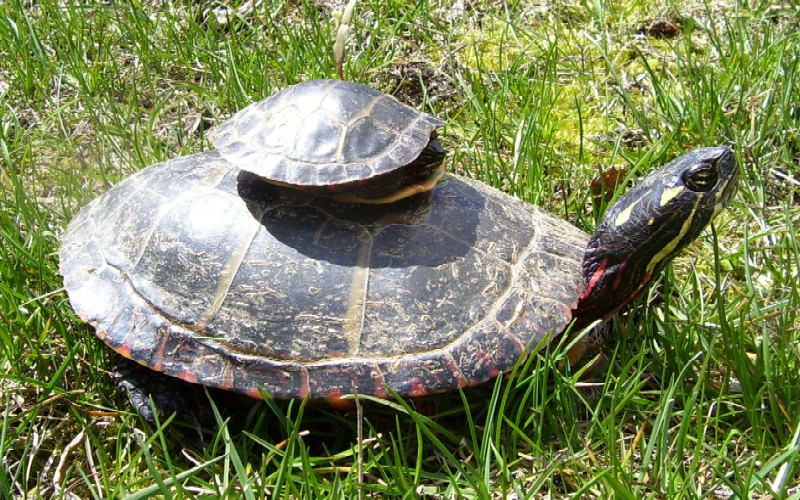Chrysemys picta picta - Eastern painted turtles