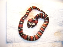 Dicephalous Lampropeltis triangulum gaigeae