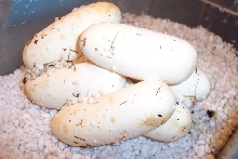 Black Milk Eggs