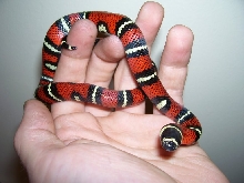 Lampropeltis triangulum gaigeae - 2006 hatchling after first shed
