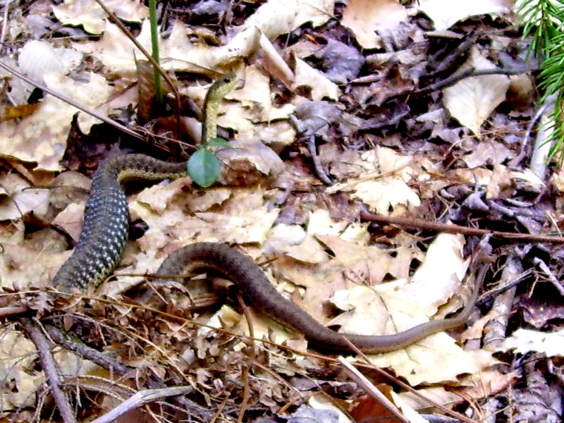 Thamnophis sirtalis - eastern garter snake