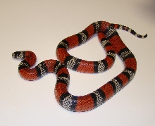 Lampropeltis triangulum micropholis
