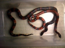 Lampropeltis triangulum gaigeae - 2008 yearlings