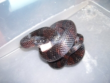 Lampropeltis triangulum gaigeae - 2005 yearling