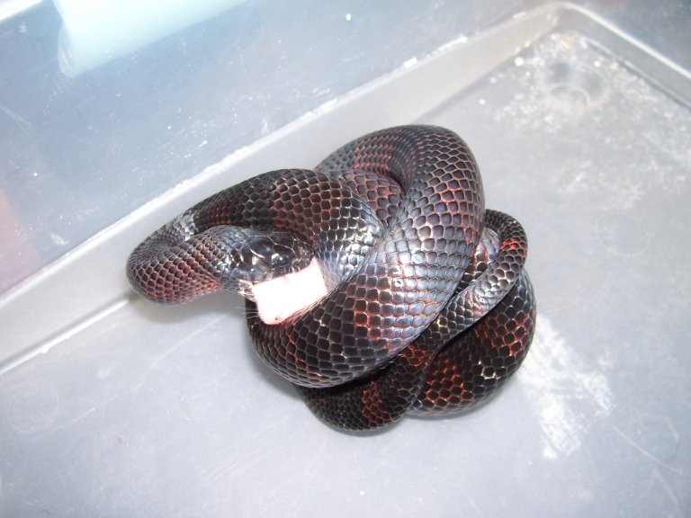 Lampropeltis triangulum gaigeae - 2005 yearling