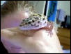 Gecko On Hand