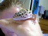 Gecko On Hand